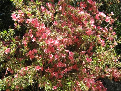 Evergreen Shrub Pink Flowers Hawthorne Photo