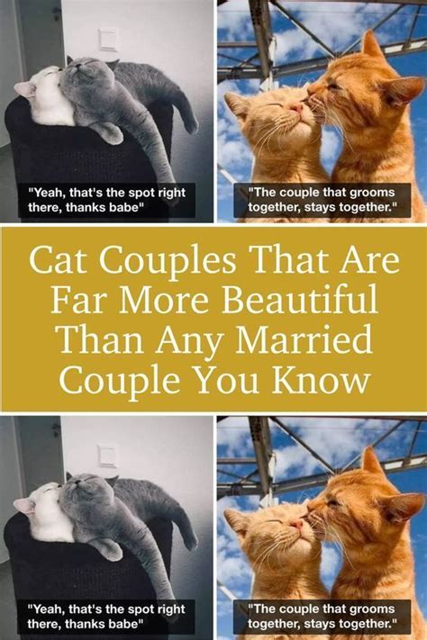 Two Cats Kissing Each Other With Caption That Reads Cat Couples That Are Far More Beautiful