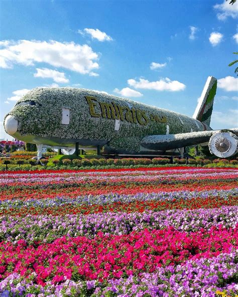 Dubai miracle garden is the world's largest natural flower garden and the most visited places in the another wonderful option for explorers is dubai butterfly garden. Dubai Miracle Garden, UAE, United Arab Emirates, flower ...