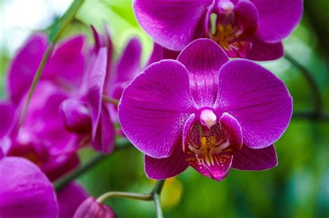 orquídeas significado características y tipos de orquídeas 2022