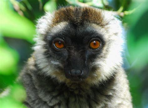 Adw Lemuriformes Pictures