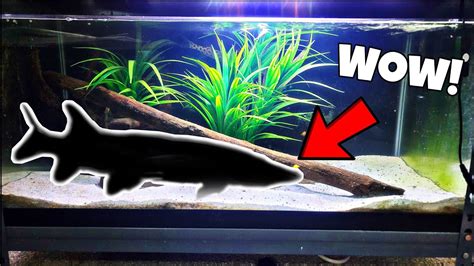 Predatory Native Fish Added To Home Aquarium Youtube
