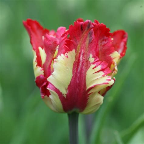 Buy Parrot Tulip Bulbs Tulipa Flaming Parrot £499 Delivery By Crocus