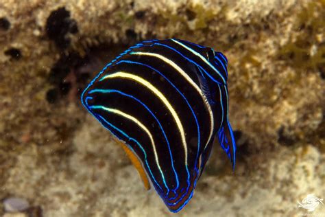 Goldtail Angelfish Facts And Photographs Seaunseen
