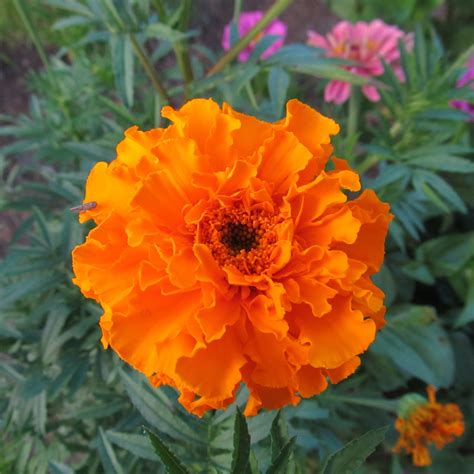 Crackerjack Mix African Marigold Seeds – Hudson Valley Seed Company