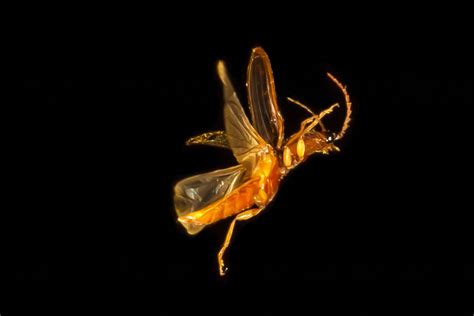 Nights Are Buzzing In The Beautiful Unseen World Of Flying Insects