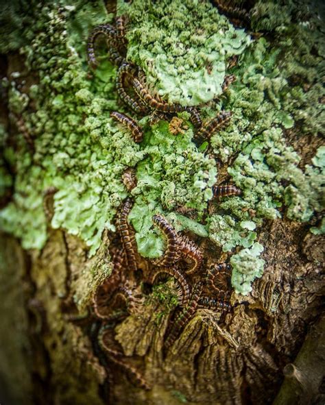 Millipede Infestation On Tree Stock Photo Image Of Fungus Arthropods