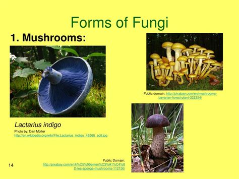 Ppt Fungi Powerpoint Presentation Free Download Id1917467