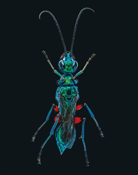 How A Wasp Turns Cockroaches Into Zombies Scientific American