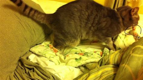My Cat Silver Humping My Blanket Even Though Hes Neutered Youtube