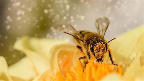 Importing Bees Threatens Native Irish Species Conservation Group Gript