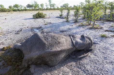 Dead Elephant Carcass Lying In The Bush Stock Image F033 0687 Science Photo Library