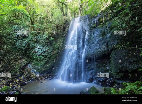 Beautiful Waterfall In Green Rainforest New Zealand Stock Photo Alamy