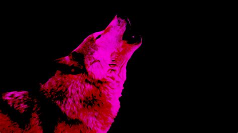 Wolf Wallpaper Pink Midnight By Xhuskie On Deviantart
