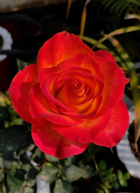 31 Facts About Roses 2024