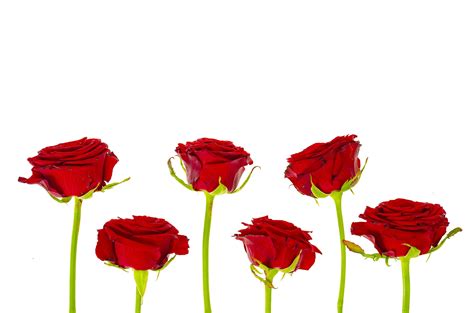 Dark Red Roses Isolated On White Background 4414515 Stock Photo At
