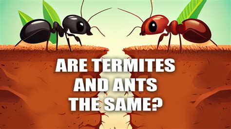 are termites and ants the same killroy pest control