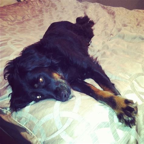 Acquiring a puppy is a commitment. Gordon Setter Lab Mix looks exactly like my mason ...