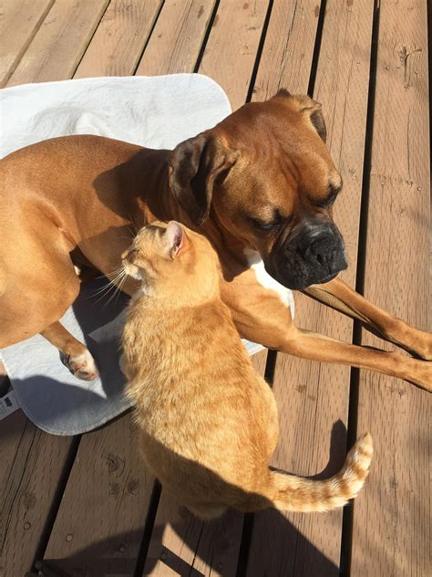 We put a new carpet down. Cat comforts dog. He's sad, his best friend had to be put ...