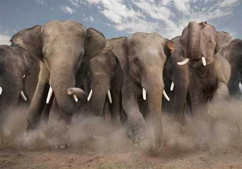 Wallpapers For You: 25 Most Beautiful Animals | birds | animals | wildlife | wild life ...