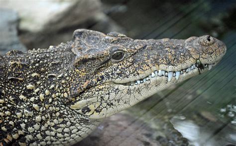 Cuban Crocodile Crocodylus Rhombifer The Cuban Crocodile Flickr
