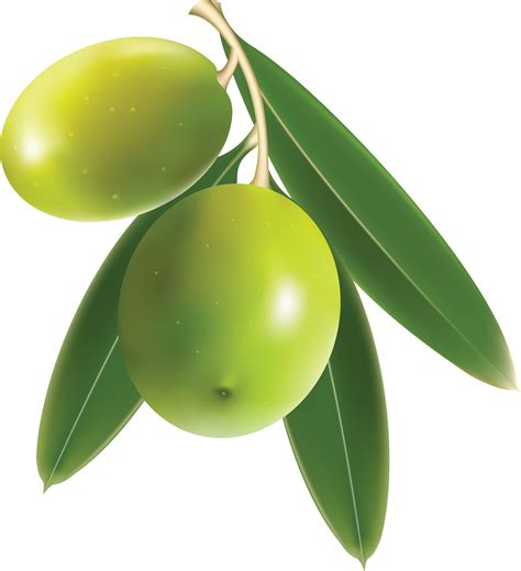 Olive PNG Image File | PNG All
