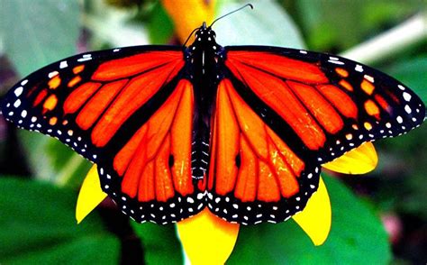 Inauguran Mes De La Mariposa Monarca En El Zoológico De Chapultepec