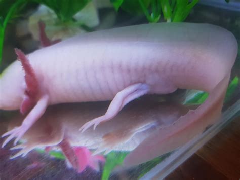 Help Axolotl Sex Raxolotls