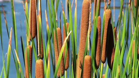 Closeup Of Cattails Free Stock Photo Public Domain Pictures