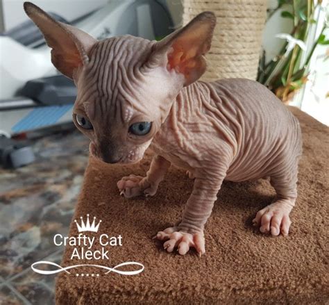 Sphynx is a proud breeder of excellence. Pin by Crafty Cats Szfinx/Sphynx on Crafty Cats Sphynx ...