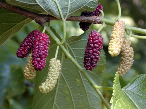 Medicinal Plants And Herb Uses For Health Morus Alba Moraceae