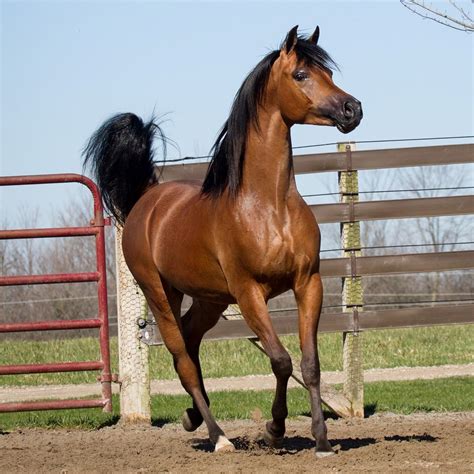 Meet Purebred Arabian Horse Mr Mreekhe The Curated Equestrian
