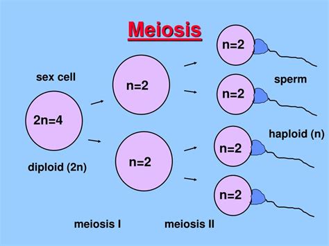 Ppt Meiosis Powerpoint Presentation Free Download Id4303561