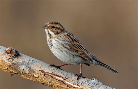 Овсянка камышовая фото и описание птицы Обитание и питание