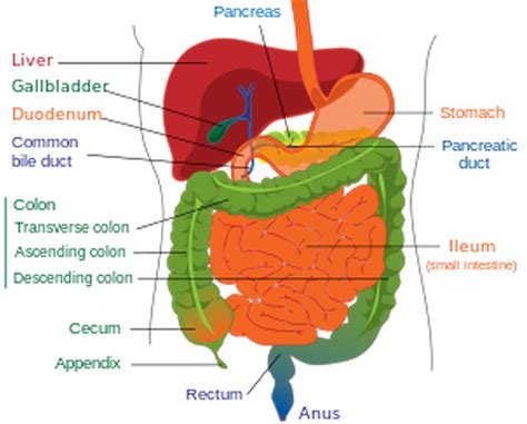 Ch6 Digestive System At University Of Minnesota Rochester Studyblue