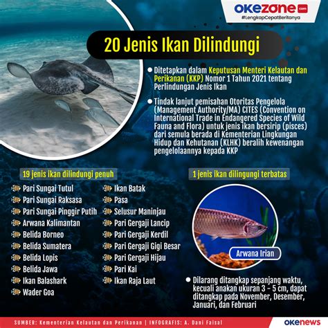 Okezone Infografis 20 Jenis Ikan Dilindungi