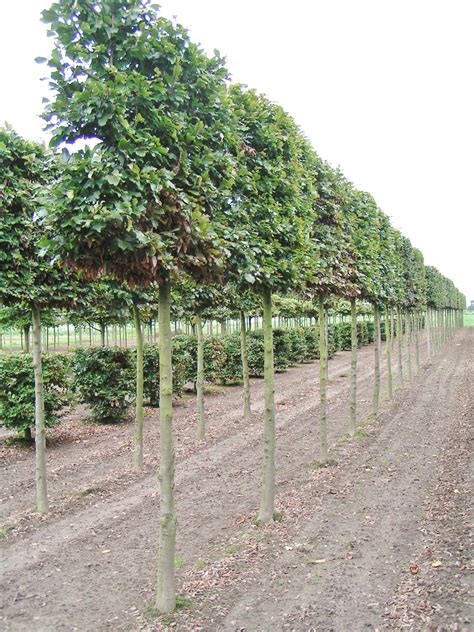 Practicality Brown Best Pleached Trees Our Top 5 Trees We Recommend