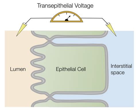 Epithelia Structure And Transport Lab