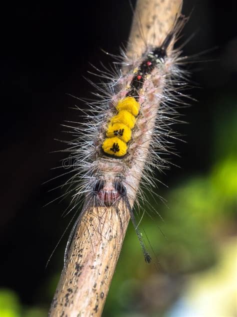 Close Up Of White Marked Tussock Moth Caterpillar Selective Focus Stock