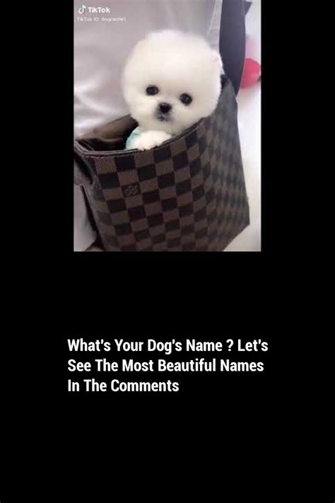 Whats Your Dogs Name Lets See The Most Beautiful Names In The