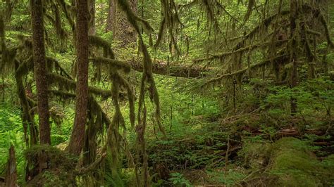 Hoh Rain Forest Foto And Bild North America United States Landschaft
