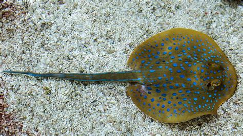 Hd Wallpaper Stingray On Ocean Floor Fish Sea Animal Marine
