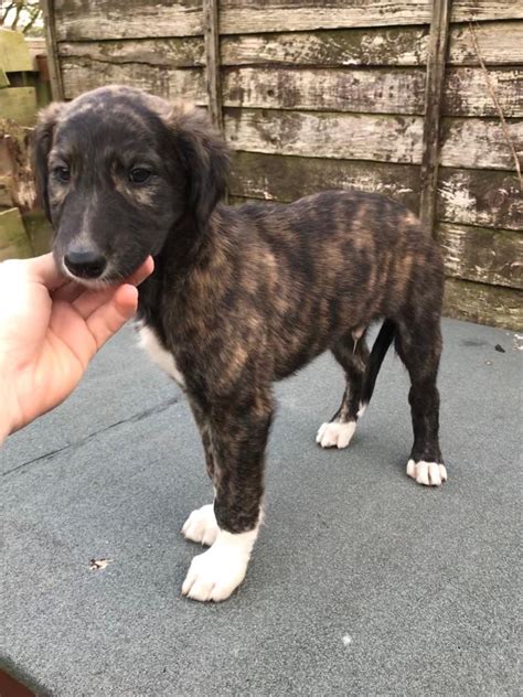 Saluki Lurcher Pups In Sunderland Tyne And Wear Gumtree