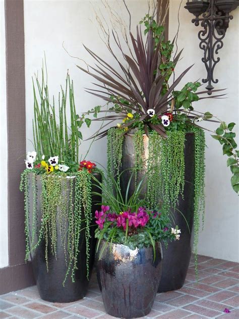 Container Plantings Drape Reach And Fill Potted Plants Outdoor