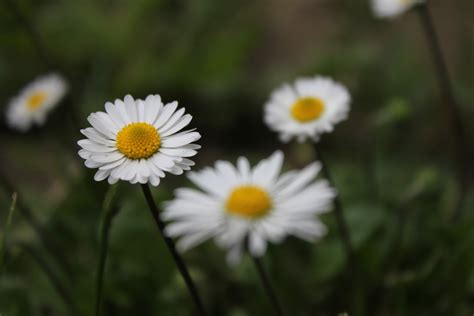 Free Picture White Flower Daisies Close Up Grassland Daisy Spring