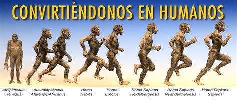 La Evolución Del Hombre Antropología Cronología Humano Wikisabio