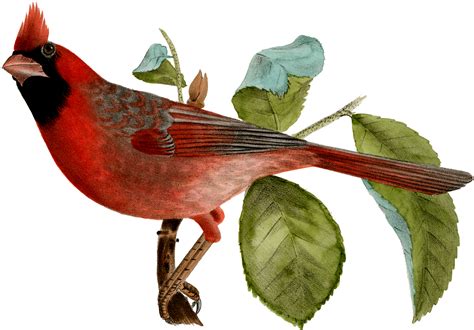6 Cardinal Images Beautiful Birds The Graphics Fairy