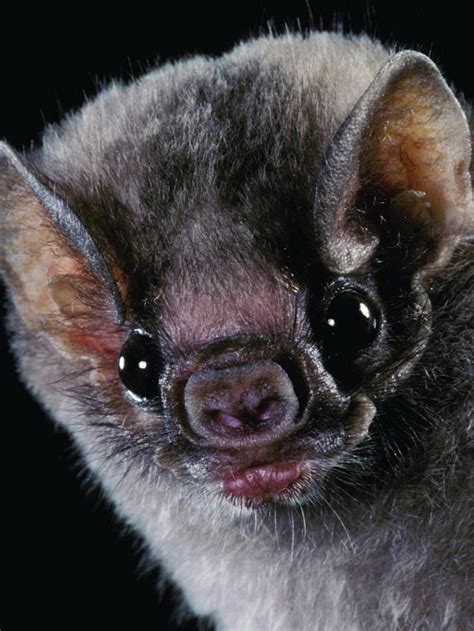 1000 Images About Bat Faces On Pinterest