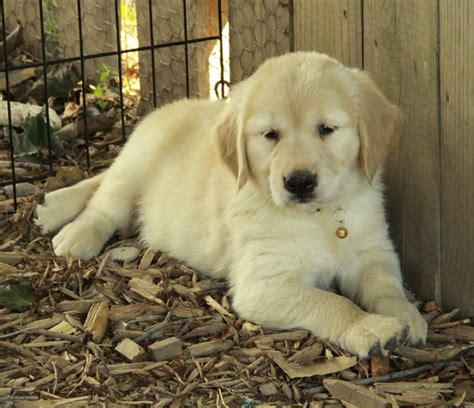 Golden retrievers love anything to do with retrieving. Golden Retriever Puppies For Sale : Puppies for Sale ...