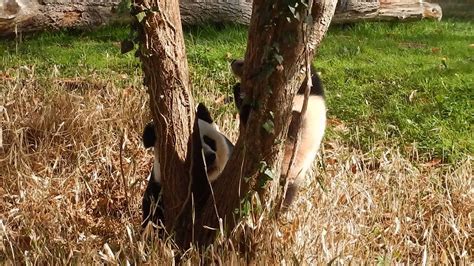 Bao Bao Panda Cub Stuck In Tree 4122014 Youtube